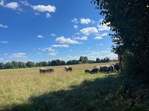 Ostoja Zapowiednicka - wypoczynek wśród lasów i natury