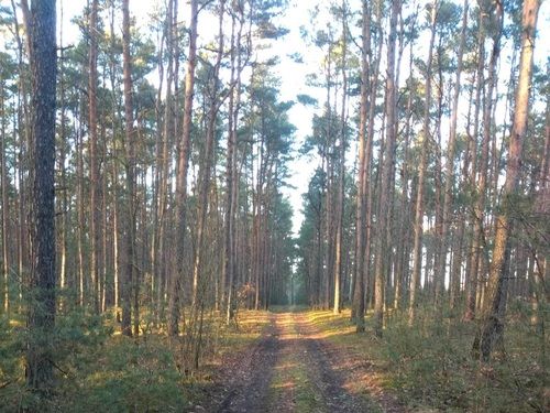 Ostoja Zapowiednicka - wypoczynek wśród lasów i natury
