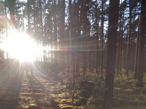 Ostoja Zapowiednicka - wypoczynek wśród lasów i natury
